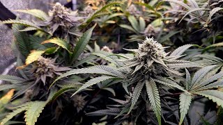 Medic Grow NEO 780 Trial Run with Fullgas #3 