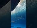 Nagoya Public Aquarium #shortsyoutube #shortvideo #shorts #short #shortsvideo #shortsfeed #aquarium