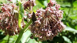 Capital Naturalist: Olive (Juniper) Hairstreak