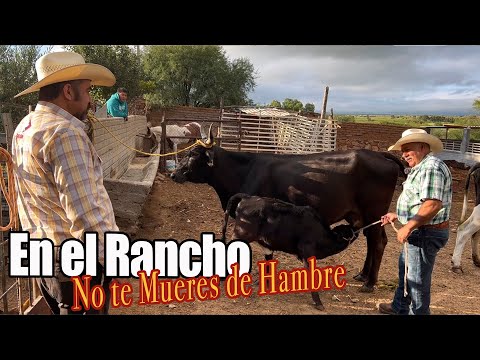 Vídeo: Rancho Seco permite cães?