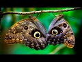 10 mariposas mas increíbles de la naturaleza