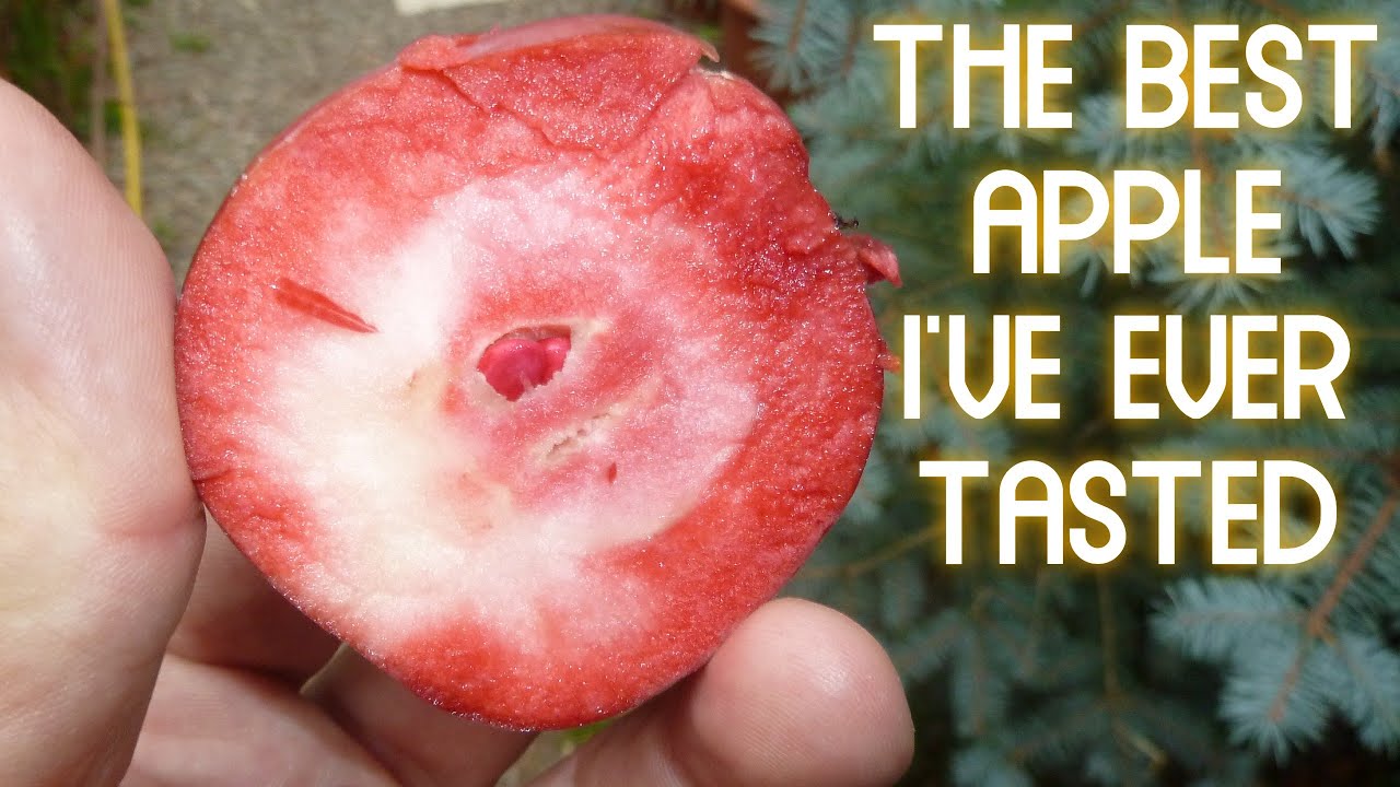 Redlove Apple Tree Redlove Apple ( What an Amazing New Variety of Apple! ) Redlove Apple Trees