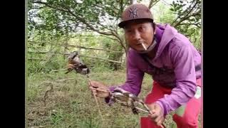 pikat anakan cendet,pentet