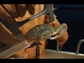 Tanner Crabbing in Kodiak Alaska! - Part 4 Tanner Crab 2023