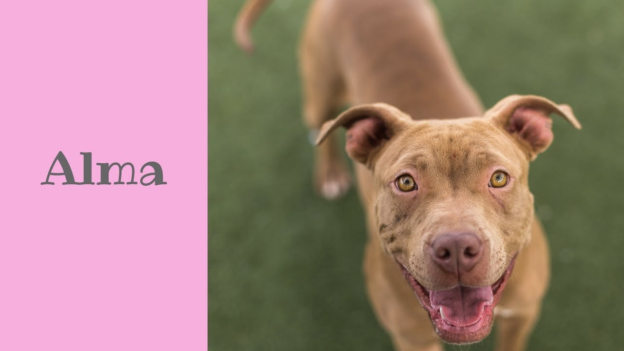 camera iphone 8 plus apk Alma is a sweet and happy puppy!
