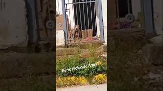 Perro Habla Y Pide Agua    perritos agua animaleshermosos