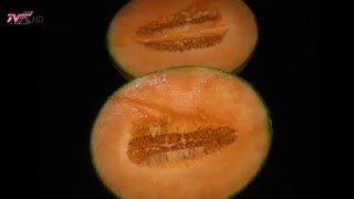 Këshilla Mjekësore - Pjepri, Burim Vitaminash