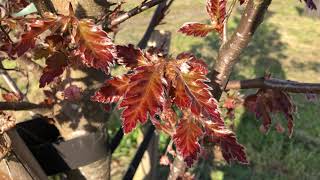 Oakleaf Beech - leaves - April 2020