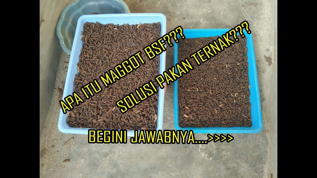 8.apa itu maggot bsf??? bahaya untuk pakan ternak?? simak video ini