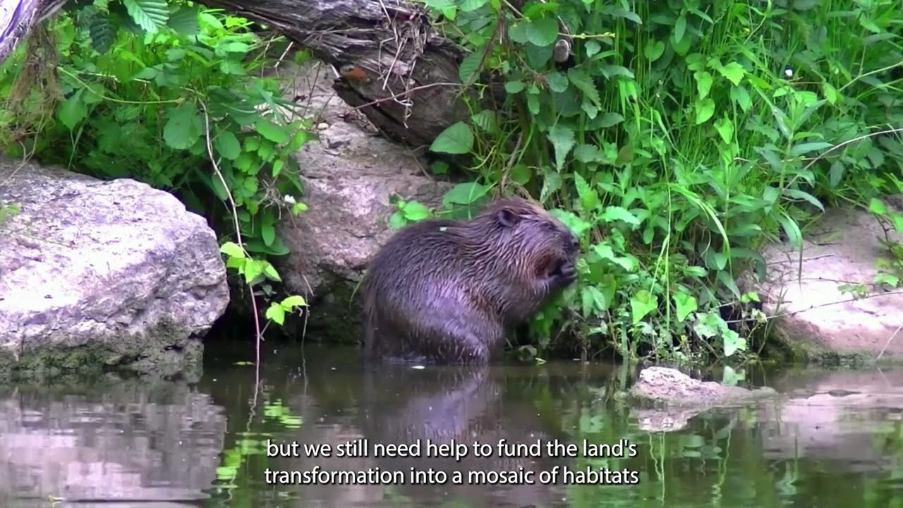 Devon Wildlife Appeal - The land near Exmouth is now ours.