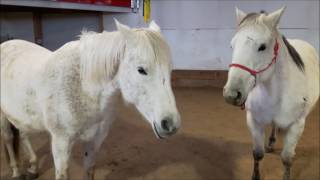 Horsemanship 101 342 Horse brains and their thought processes