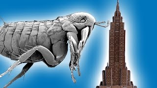 Could A Flea Jump Over The Empire State Building? | Earth Unplugged