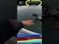 魚探サイトタイラバでナイスサイズ!#タイラバ