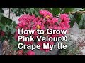 How to grow Pink Velour® Crape Myrtles (Hot Pink Crape Myrtle with Purple New Foliage)