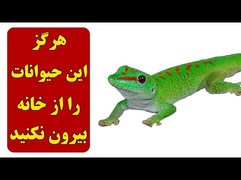 تصویری: آنتلوپ کوتوله - حیوانی که لانه می سازد