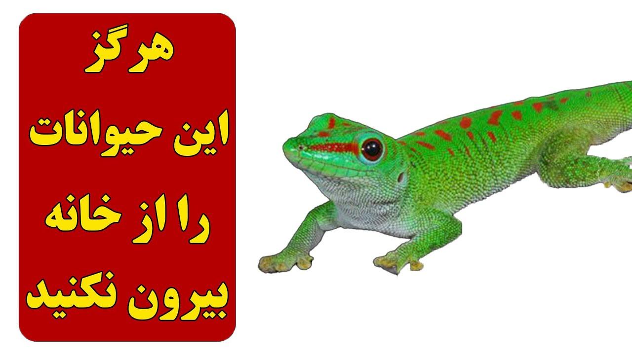 اگر می خواهید خوش شانس باشید این 7 حیوان را از خانه بیرون نیندازید