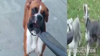 Dogs vs  leaf blowers – Funny dog compilation