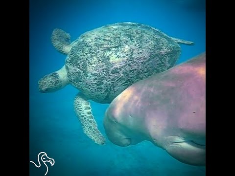 Manatee And Sea Turtle Love Swimming Together