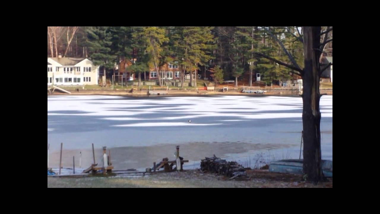 Bald Eagle Johnsons pond Coventry, RI 12/27/13 WATCH IN HD! YouTube