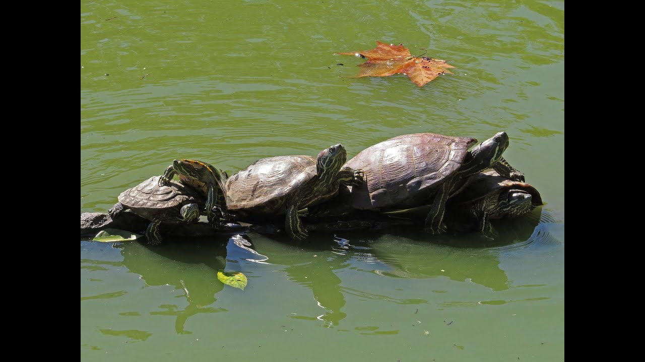 Hey, You, Get Off of My Back! A Turtle's Lament