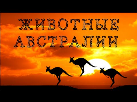 #animalsofaustralia#животныеавстралии#жануарлар#Австралия#дикиеживотные Животные Австралии Австралия