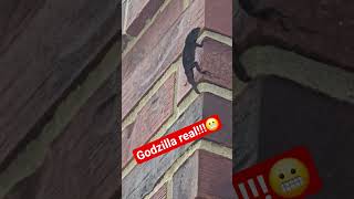 #godzilla #godzillareal #parati #humor #memes