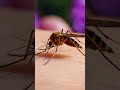 Mosquito Sound Insects Mosquito Animalsounds Cute Shorts 
