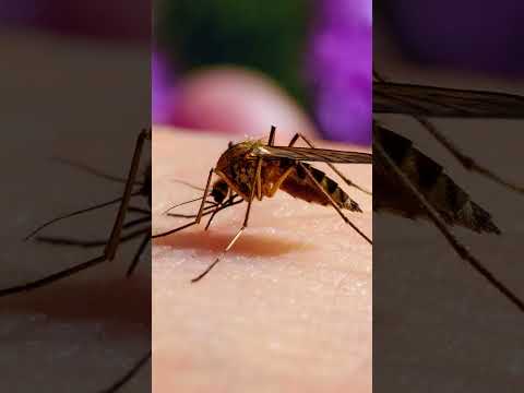 Mosquito Sound Insects Mosquito Animalsounds Cute Shorts