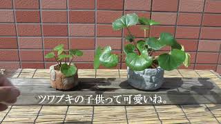 DIY モルタル鉢にツワブキを植えてみました。