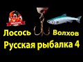 Русская рыбалка 4. Лосось Атлантический. Волхов.