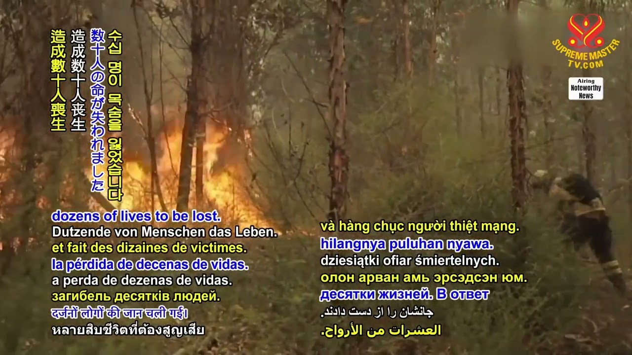 2091 NWN 7 goat people control forest fires in Chile 1080p