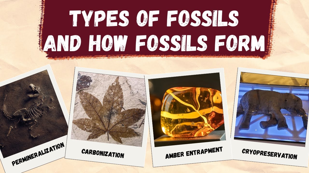 Types of Fossils and How Fossils Form