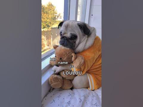 Her name is LOULOU 🐶 #pug #dog #funny #shorts - YouTube