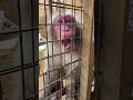 怒ったお猿さん🐒 Angry monkey