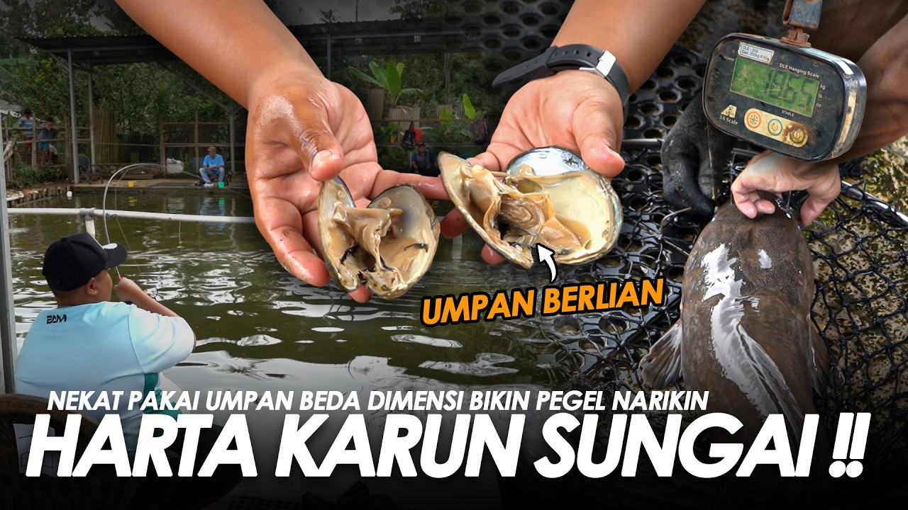 KIJING BASAH EMANG PALING NIKMAT !! UMPAN DUA DIMENSI BERHASIL NIMBANG SAMPE 42kg, || BAM#16