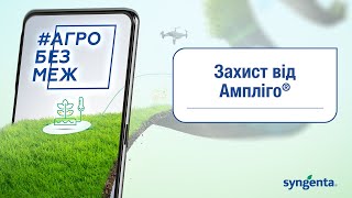 Захист від Ампліго®✅