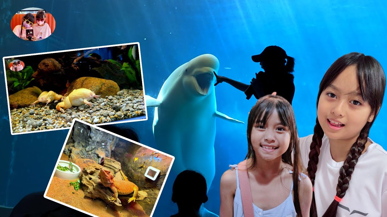 PAUS BELUGA AT GEOJE SEA WORLD 거제씨월드 