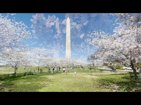 Video: Cherry Blossoms-kaarten voor Washington, DC