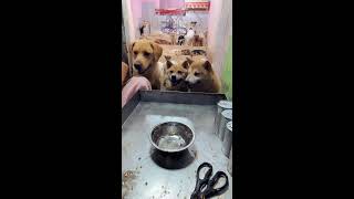 Dog daily life homeの配信のサムネイル画像