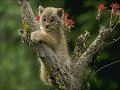 "Baby Animals Playtime" screensaver from Puppies & Kittens Screensavers & Wallpaper (1999)