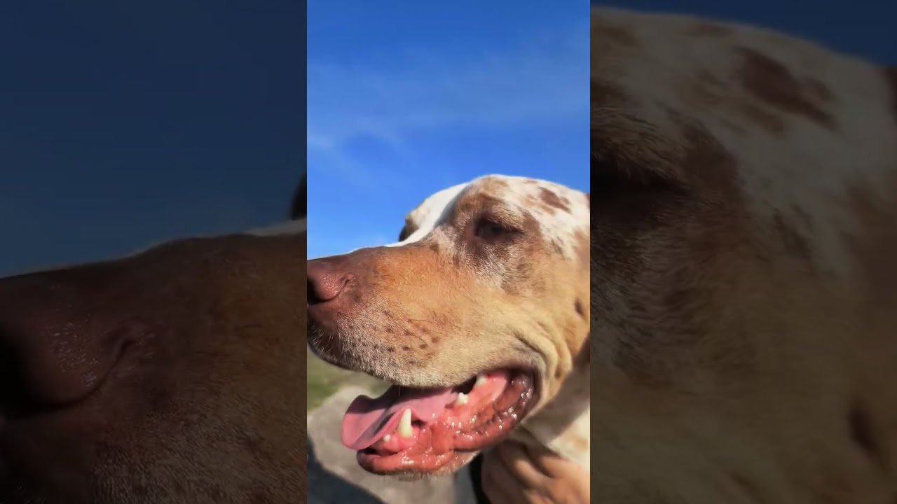 Rock out with Hound dogs 