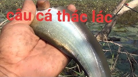 câu Cá Thác Lác Béo Ú Nụ Ù Nu / GÒ CÔNG TV