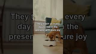 ❤️ Dogs teach us to live in the PRESENT with pure joy! #doglove #viral