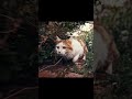 Whiskers in the Wild: A Cat's Adventures in Woods and Garden #happycat #explore #woods #openai #sora