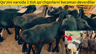 Qoʻzini narxida 2 tish qoʻchqorlarni beraman devordilar ☎️941865500☎️888255656