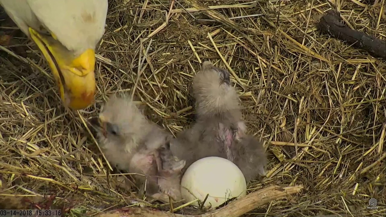 031418 Sauces Canyon eagle's nest; nice clean meal. YouTube