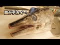 カジキの頭を割ったらデカイぷるっぷるの脳が出てきた!!