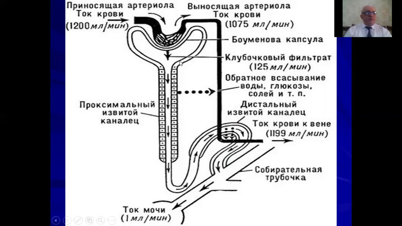 Синтез мочи