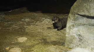 The Pup is Introduced to the Otter Exhibit