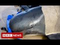 New video by BBC News on YouTube